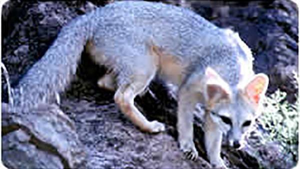 Possibly rabid fox bites Vail woman, drowns in nearby pond